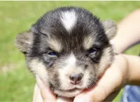 VIOLET, a  Pembroke Welsh Corgi for sale in Marshfield, MO – 1 of 1