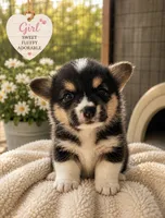 VIOLET, a female Pembroke Welsh Corgi for sale in Marshfield, MO – 1 of 1