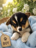 FINN, a male Pembroke Welsh Corgi for sale in Marshfield, MO – 1 of 1