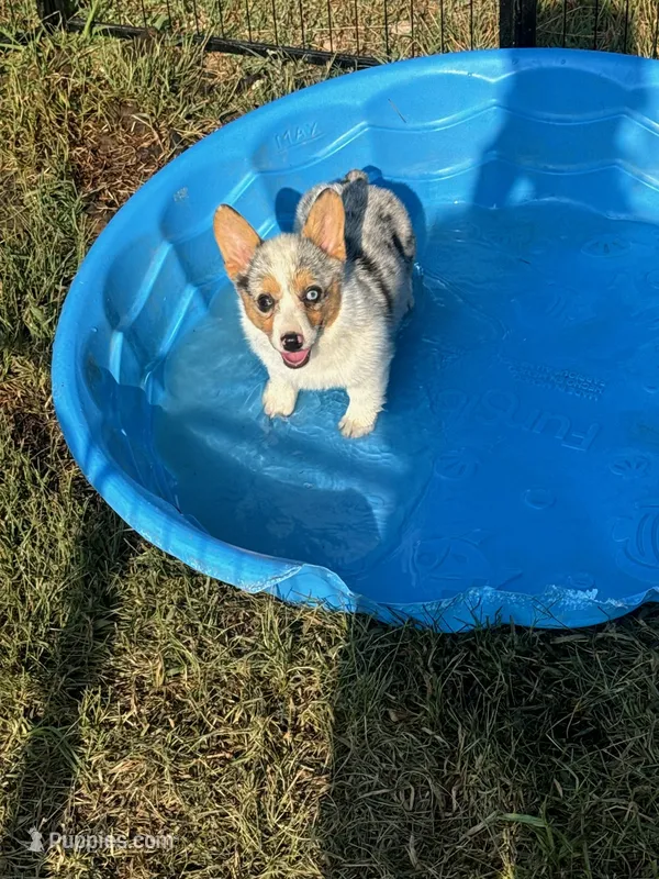 ROSIE – Pembroke Welsh Corgi puppy for sale in Marshfield, MO