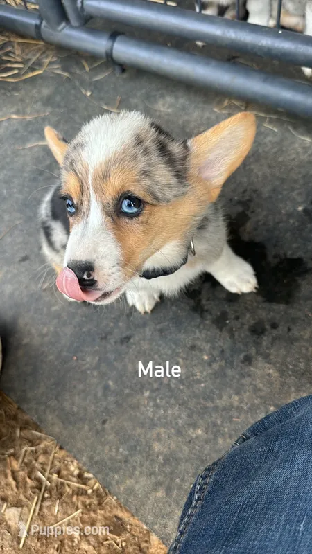  SKYLER ~ BLUE  – Pembroke Welsh Corgi puppy for sale in Marshfield, MO