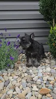 Snickers/MAKE AN OFFER, a male Miniature Schnauzer for sale in Linton, IN – 9 of 10