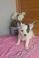 Peaches, a female Chihuahua for sale in Linton, IN – 4 of 6