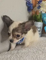 Petie, a male Chihuahua for sale in Linton, IN – 3 of 4