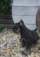 Snickers/MAKE AN OFFER, a male Miniature Schnauzer for sale in Linton, IN – 3 of 10