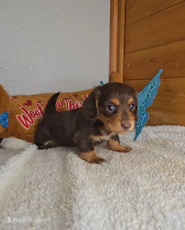 Cathy's boy – Miniature Dachshund puppy for sale in Linton, IN
