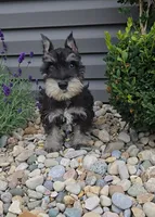 Solo / MAKE AN OFFER, a male Miniature Schnauzer for sale in Linton, IN – 2 of 6