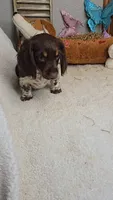 Sandy's girl # 3/Please call, a female Miniature Dachshund for sale in Jasonville, IN – 6 of 7