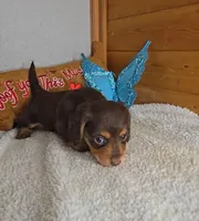 Cathy's boy, a male Miniature Dachshund for sale in Linton, IN – 2 of 3
