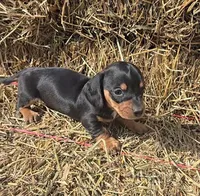 Black & Tan Girl short haired, a female Miniature Dachshund for sale in Linton, IN – Photo 4 of 4