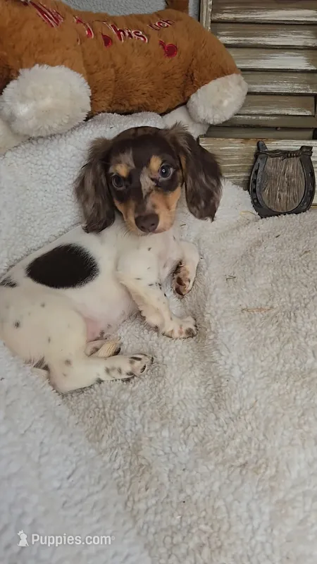 Sandy's girl # 2/Please call – Miniature Dachshund puppy for sale in Jasonville, IN