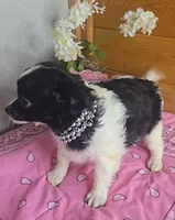 Poppy, a female Chihuahua for sale in Linton, IN – 2 of 4