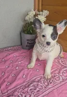 Peaches, a female Chihuahua for sale in Linton, IN – 5 of 6