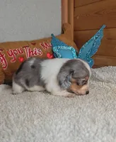 Poppy's boy # 1, a male Miniature Dachshund for sale in Linton, IN – 3 of 3