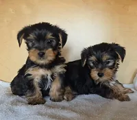 Girl Yorky, a female Yorkshire Terrier for sale in Linton, IN – Photo 4 of 6