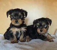 Girl Yorky, a female Yorkshire Terrier for sale in Linton, IN – Photo 5 of 6