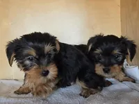 Girl Yorky, a female Yorkshire Terrier for sale in Linton, IN – Photo 6 of 6