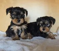 Girl Yorky, a female Yorkshire Terrier for sale in Linton, IN – Photo 2 of 6