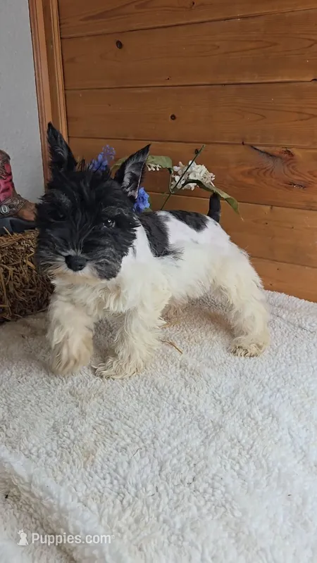 Salina – Miniature Schnauzer puppy for sale in Jasonville, IN