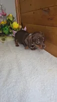 Callie's girl # 2, a female Miniature Dachshund for sale in Linton, IN – 3 of 7