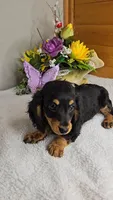 Candy/free delivery, a female Miniature Dachshund for sale in Linton, IN – Photo 4 of 7