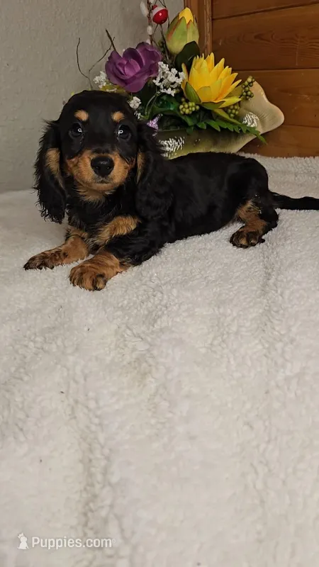 Candy/free delivery – Miniature Dachshund puppy for sale in Linton, IN