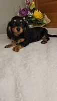 Candy/free delivery, a female Miniature Dachshund for sale in Linton, IN – Photo 1 of 7