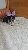 Poppy's girl # 4, a female Miniature Dachshund for sale in Linton, IN – 4 of 5