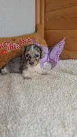 Poppy's girl # 3, a female Miniature Dachshund for sale in Linton, IN – 3 of 3