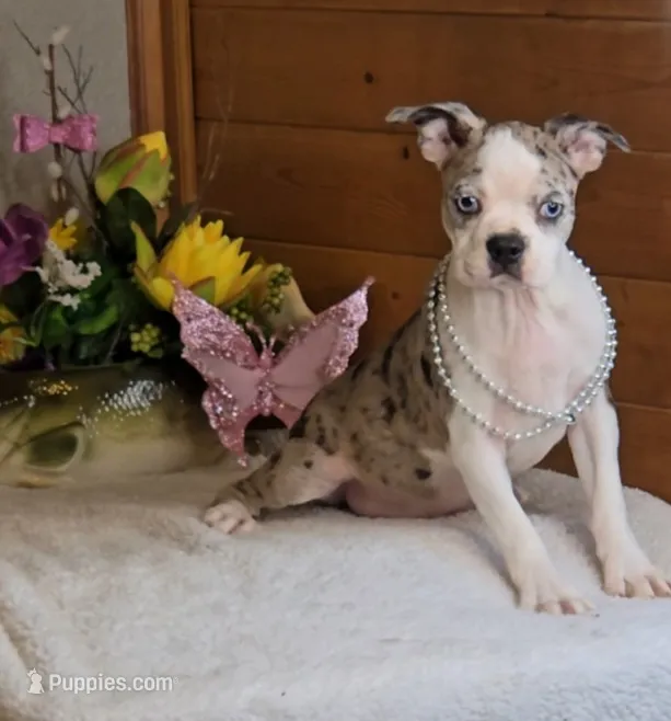 Brianna/make offer – Boston Terrier puppy for sale in Linton, IN