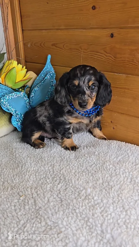 Mia's boy # 1 – Miniature Dachshund puppy for sale in Linton, IN