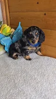 Mia's boy # 1, a male Miniature Dachshund for sale in Linton, IN – 1 of 5