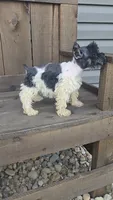 Salina, a female Miniature Schnauzer for sale in Jasonville, IN – 6 of 6