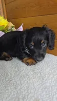 Callie's girl # 1, a female Miniature Dachshund for sale in Linton, IN – 6 of 7