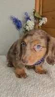 Callie's boy # 1, a male Miniature Dachshund for sale in Linton, IN – 2 of 6