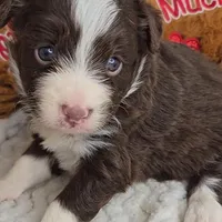 Cocoa, a female Miniature Australian Shepherd for sale in Linton, IN – Photo 6 of 10