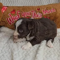 Cocoa, a female Miniature Australian Shepherd for sale in Linton, IN – Photo 9 of 10
