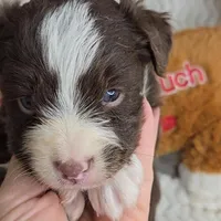 Cocoa, a female Miniature Australian Shepherd for sale in Linton, IN – Photo 10 of 10