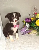 Cocoa, shipping/delivery included, a female Miniature Australian Shepherd for sale in Linton, IN – Photo 3 of 6