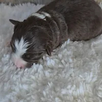 Cocoa, a female Miniature Australian Shepherd for sale in Linton, IN – Photo 3 of 10