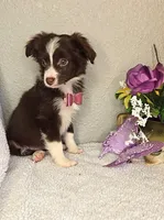 Cocoa, shipping/delivery included, a female Miniature Australian Shepherd for sale in Linton, IN – Photo 2 of 6