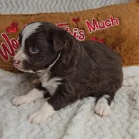 Cocoa, a female Miniature Australian Shepherd for sale in Linton, IN – Photo 8 of 10