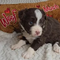 Cocoa, a female Miniature Australian Shepherd for sale in Linton, IN – Photo 7 of 10