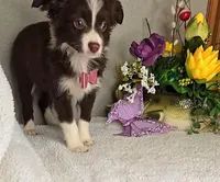 Cocoa, shipping/delivery included, a female Miniature Australian Shepherd for sale in Linton, IN – Photo 1 of 6