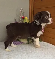 Cocoa, shipping/delivery included, a female Miniature Australian Shepherd for sale in Linton, IN – Photo 4 of 6