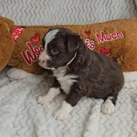 Cocoa, a female Miniature Australian Shepherd for sale in Linton, IN – Photo 2 of 10