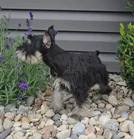 Solo / MAKE AN OFFER, a male Miniature Schnauzer for sale in Linton, IN – 5 of 6