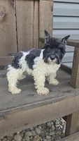 Salina, a female Miniature Schnauzer for sale in Linton, IN – 2 of 3