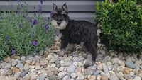 Solo / MAKE AN OFFER, a male Miniature Schnauzer for sale in Linton, IN – 1 of 6