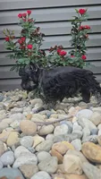 Scotty, a male Miniature Schnauzer for sale in Linton, IN – 2 of 6